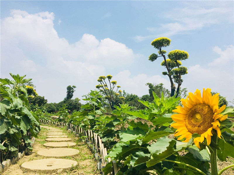 國慶假期，帶孩子回歸田園—嬉樂灣生態(tài)農(nóng)業(yè)示范園