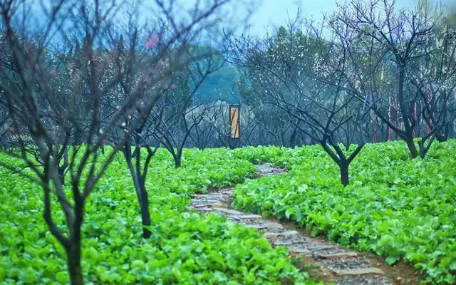 嬉樂灣景點(diǎn)篇——百花重現(xiàn)，開心農(nóng)場。