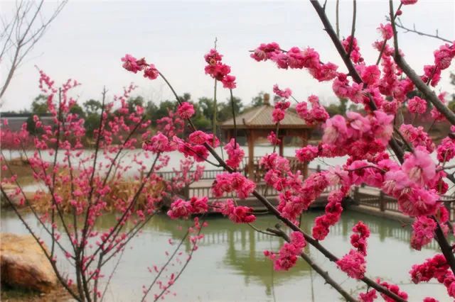 一花獨(dú)放不是春，百花齊放春滿園—嬉樂(lè)灣生態(tài)農(nóng)業(yè)示范園