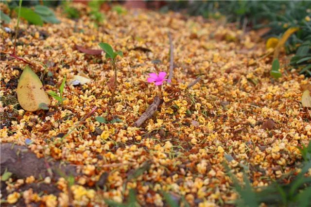 金秋十月，果桂飄香—嬉樂灣生態(tài)農(nóng)業(yè)示范園